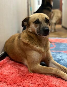 SHORTIE - freundliche Hündin sucht Glück - Aerzen