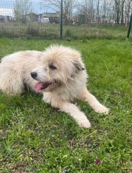 Zelda wartet so sehr auf ihre Menschen - Nordwalde