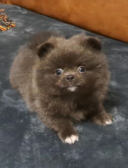 Pomeranian-PomChi Boys75%Poms - Ballenstedt