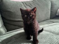 Britisch Kurzhaar Kater „Bagira“ sucht liebevolles Zuhause mit Katzenfreund - Berlin