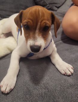 Jack Russell Rüde – liebevoller Familienhund sucht neues Zuhause - Kulmbach Zentrum