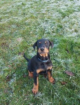 Rottmann Welpen - Elmenhorst (Mecklenburg-Vorpommern)