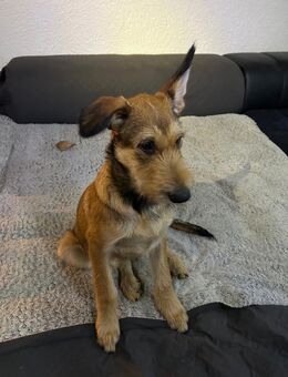 Berger de Picard Welpe - Furth