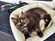 4 wundervollen Maine Coon Katzen suchen ein nettes neue Familie - Rüsselsheim