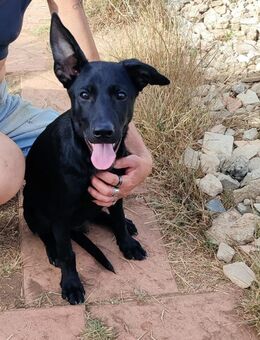 Arturo 💙💙💙 NOTFALL - Bad Karlshafen