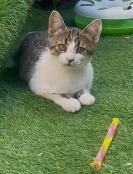 🐯Charmanter Babykater Saji🐯 - Eislingen (Fils)