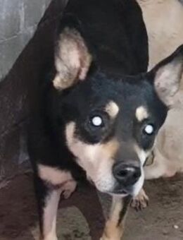 Marley 💛💛💛 gutmütiges Kerlchen - Bad Karlshafen