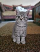 BKH Kitten in 19059