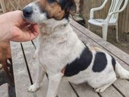 Nora, ruhige Foxterrier-Hündin, ca. 4 Ja - Vaterstetten
