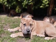 Wunderschöne Shar-Pei Boxer Mix Welpen abgabebereit - Ibbenbüren