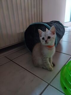 BKH-Kitten liebevolles Zuhause gesucht