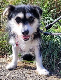Sanfte Sunny sucht ihr Glück - Leonberg (Baden-Württemberg)