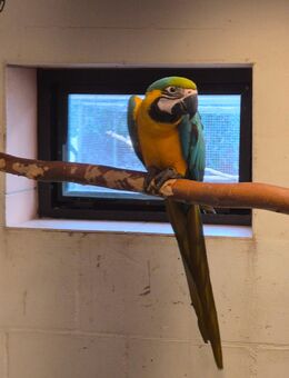 Gelbbrustara - Bad Wildungen