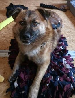 Lenny wartet in Nürnberg auf Besuch! - Nürnberg