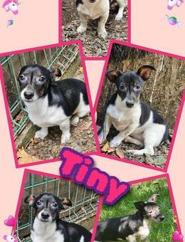 Süße Tiny sucht neues Körbchen! - Nürnberg