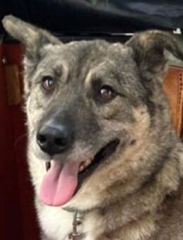 Lonka-verschmuste, süße Hündin, 42 cm - Rösrath