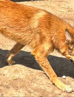 Buddy sucht sein Glück - Wassenberg