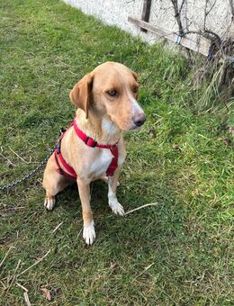 Bella – die charmante Allrounderin sucht ihr Zuhause , ca 3 J,ca 55 cm groß - Angern