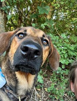 Kayo -zur Pflege in 23701 Bockholt- - Oldenburg