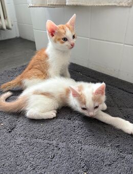 Baby katze zu verkaufen - Kühbach