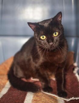 Katze Demelza - Bochum