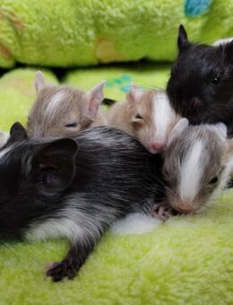 Niedliche weibliche kunterbunte Degu Kids,schwarz-,sand-,schoko Schecken suchen First Class Hotel! - Hille