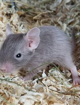 Degus Jungtiere - Münster