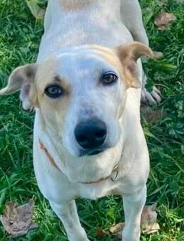 Giorgina wurde einfach ausgesetzt - Herxheim (Landau)