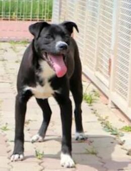 BULLINO - ein Teenie voller Energie - Regensburg