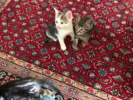 Zwei kleine Kater und zwei Miezen suchen ein neues Zu Hause - Schalkau