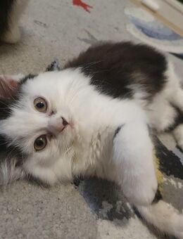 Maine Coon x British Langhaar Mix Kitten - Plauen