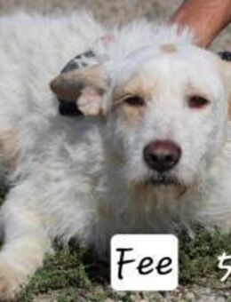 Fee - ist sehr verschmust - Willich