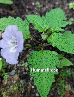 Samen Blaue Lampionblume, Giftbeere, viele weitere Sorten - Norderstedt
