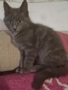 Katzen Babys suchen neuen zuhause - Emden
