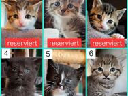 Verschmuste Katzenbabies suchen ein liebevolles Zuhause, Katzenbaby, Kitten, Kater, Babykatze, Katze - Drensteinfurt
