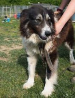 Der tolle Joey sucht dich! - München