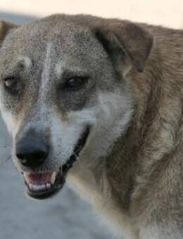 Nika zaghafte Hündin - Kallmünz