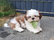 Zuckersüßer reinrassiger Shih Tzu Welpe (Rüde) mit Ahnentafel abzugeben - Frankenau