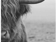 Reinders! Poster Poster Highlander Bulle, Kuh (1 St)