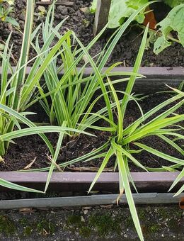 Ziergraspflanzen - Rohr (Bayern)