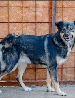 Sanfte Seele Apollo sucht Für-immerZuhau - Schlitz