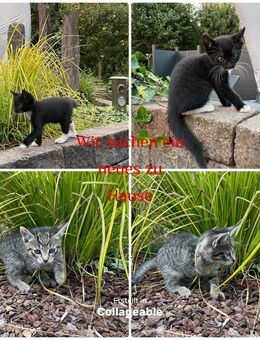 Katzenbabys Kitten in gute Hände abzugeben - Wetschen