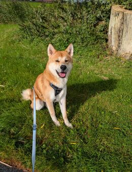 Akita Inu - Wittmund
