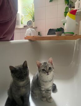 Zwei ganz süße Britisch Kurzhaar Kitten in liebevolle Händen abzugeben. - Leipzig