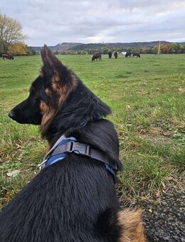 Deutscher Schäferhund (Rüde) - Ohrdruf