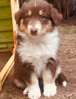 Australian Shepherd Hündin Welpe Red Tri - Nienburg (Weser)