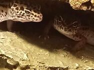 2 Leopardengeckos zu verkaufen - Würzburg