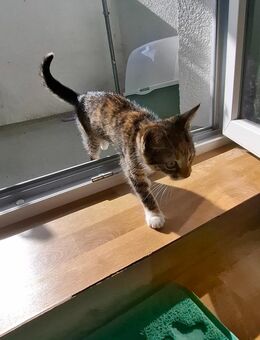 Kitten - Berlin Lichtenberg