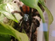 0.1.0 Caribena versicolor, 6 cm - Bremerhaven