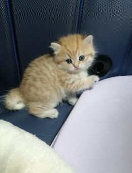 Reinrassige BKH Kitten - Aschheim